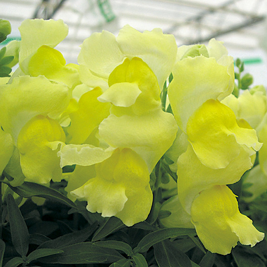 キンギョソウ F1　スナップショット シリーズ 