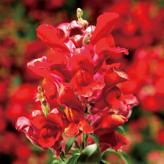 キンギョソウ F1　スナップティーニ シリーズ 