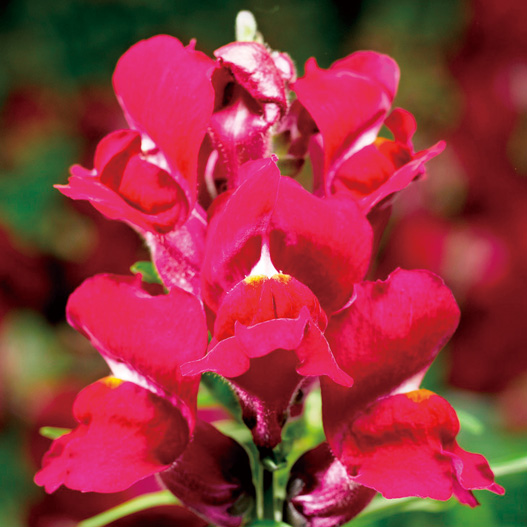 キンギョソウ F1　スナップティーニ シリーズ 