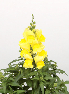 キンギョソウ F1　キャンディートップス シリーズ 