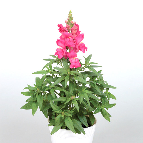 キンギョソウ F1　キャンディートップス シリーズ 