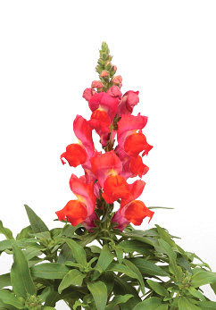 キンギョソウ F1　キャンディートップス シリーズ 