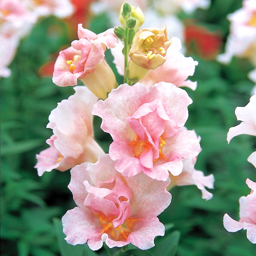 キンギョソウ F1　トゥイニー シリーズ 