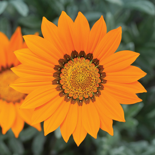 ガザニア F1　キス シリーズ 