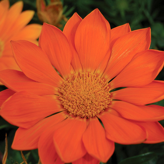 ガザニア　エノルマ シリーズ 