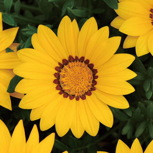 ガザニア F1　ニューデイ シリーズ 