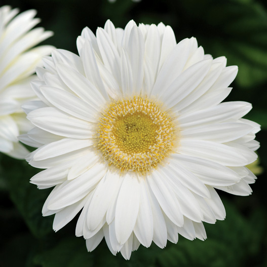 ガーベラ F1　レボリューション シリーズ 