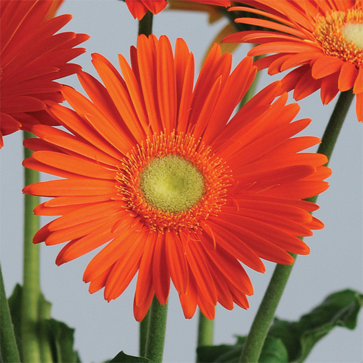 ガーベラ F1　レボリューション シリーズ 