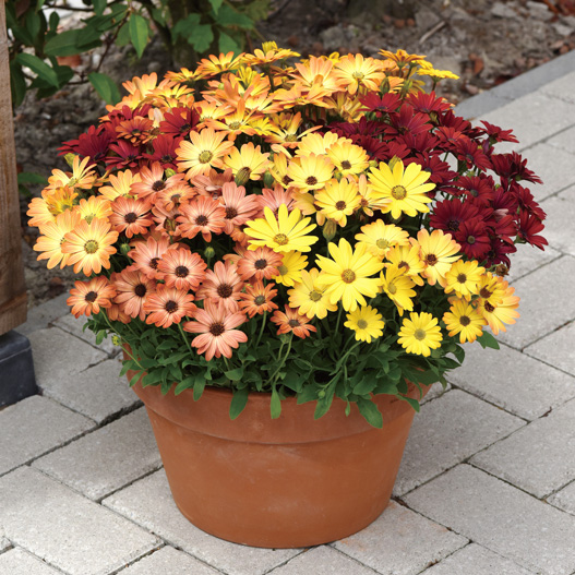 オステオスペルマム F1　アキラ シリーズ 