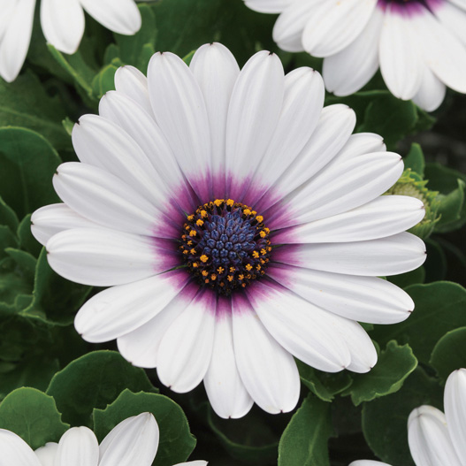 オステオスペルマム F1　アキラ シリーズ 