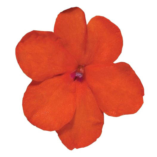 インパチェンス F1　ロリポップ シリーズ 