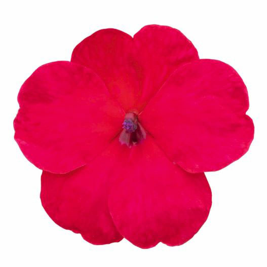 インパチェンス F1　ロリポップ シリーズ 