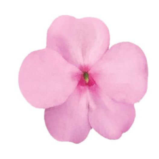 インパチェンス F1　ロリポップ シリーズ 