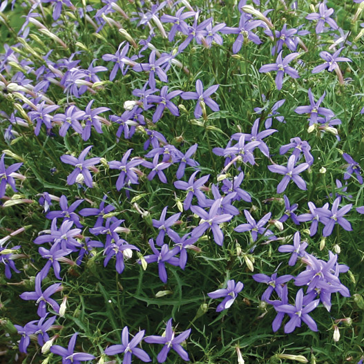 イソトマ F1　アバンギャルド シリーズ 