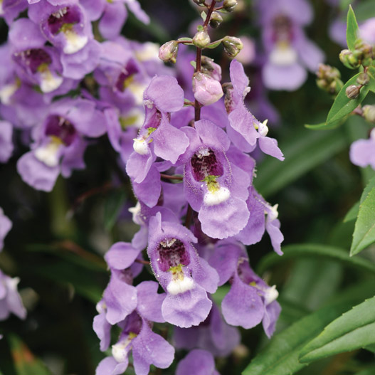 アンゲロニア F1　セレニータ シリーズ 