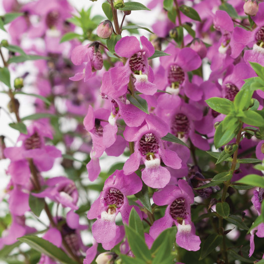 アンゲロニア F1　セレニータ シリーズ 