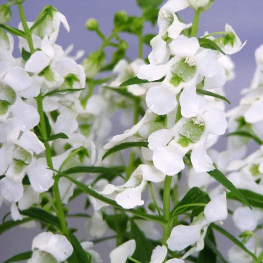 アンゲロニア F1　セレニータ シリーズ 