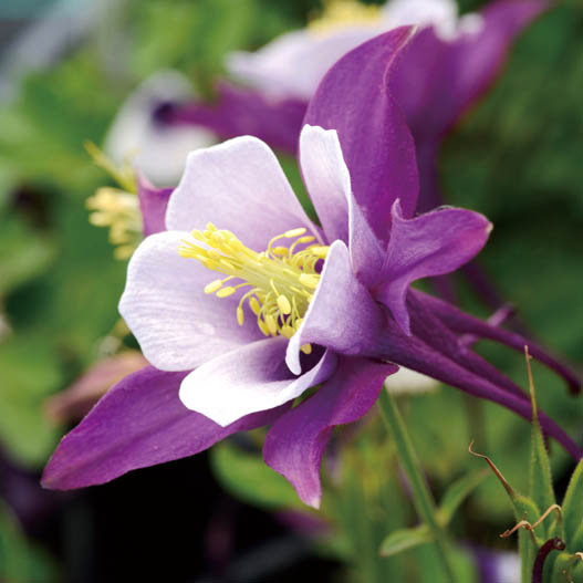 アクイレギア F1　アーリーバード シリーズ 