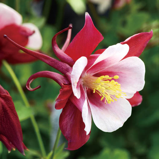 アクイレギア F1　アーリーバード シリーズ 