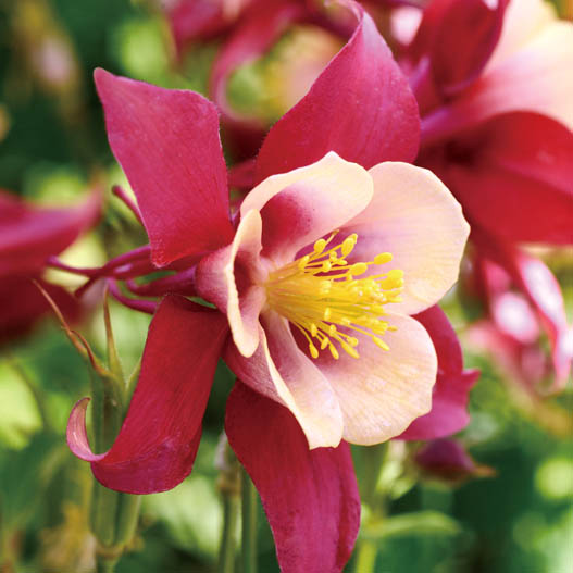 アクイレギア F1　アーリーバード シリーズ 