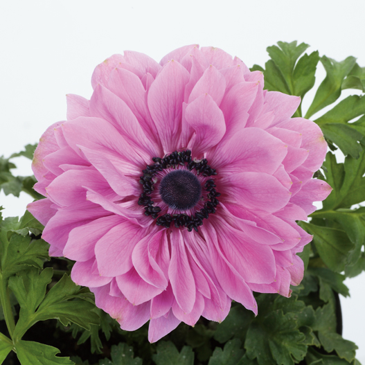 アネモネ　ポルト シリーズ 