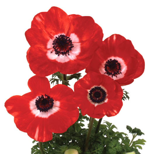 アネモネ　ポルト シリーズ 