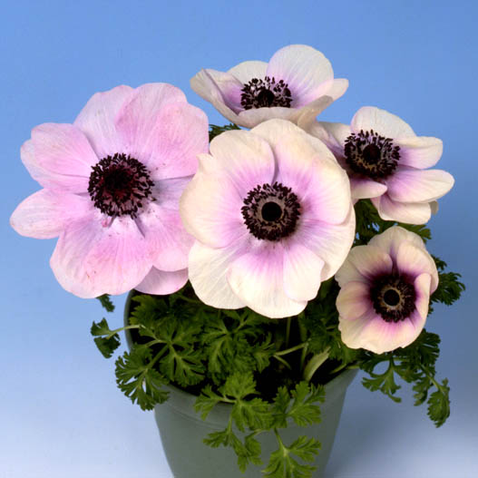 アネモネ　ポルト シリーズ 