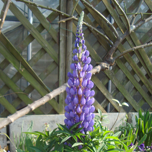 ルピナス　スプリングスマイル 