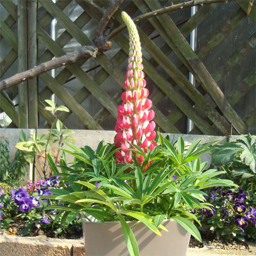 ルピナス　スプリングスマイル 