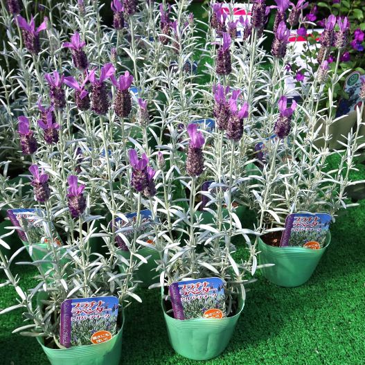 ラベンダー　シルバーアヌーク 