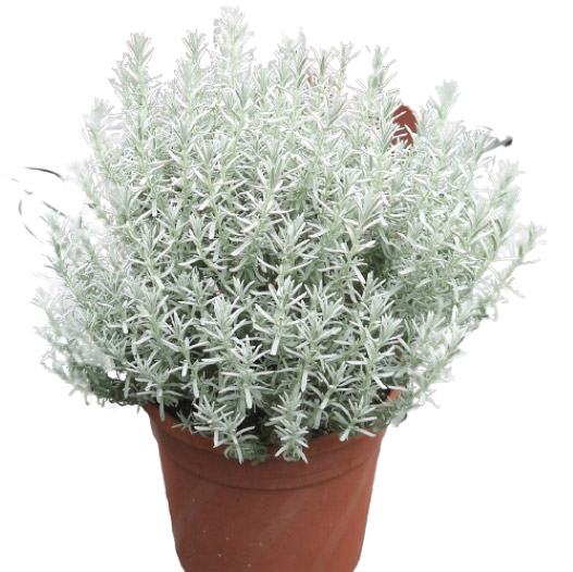 ラベンダー　スノークリスタル 