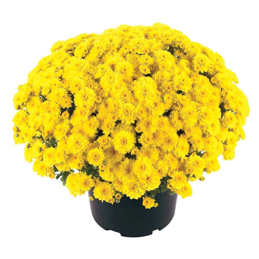 ガーデンマム　ジジ シリーズ 