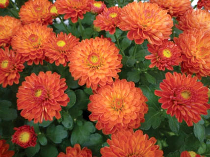 ガーデンマム　ジジ シリーズ 