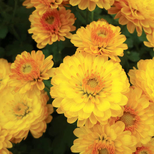 ガーデンマム　ジジ シリーズ 