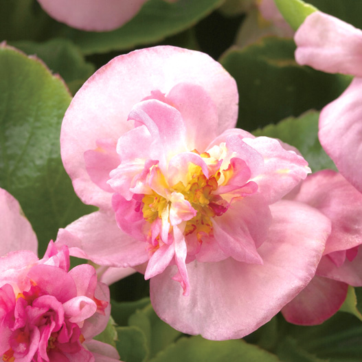 ベゴニア センパフローレンス　フィオナ シリーズ 