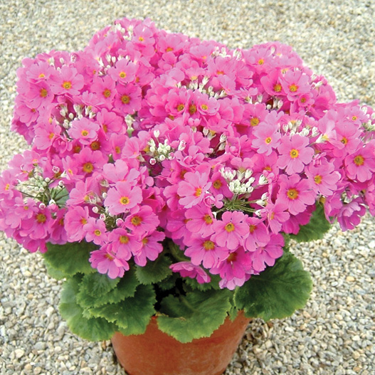 プリムラ マラコイデス　ビューティ シリーズ 