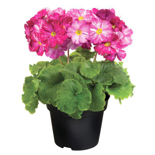 プリムラ オブコニカ F1　タッチミー ギャラクシーマゼンタ 