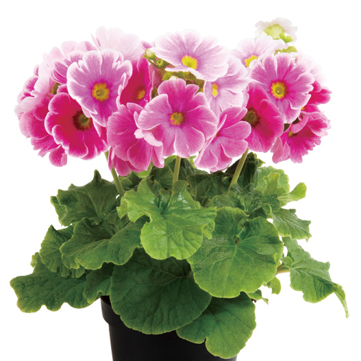 プリムラ オブコニカ F1　タッチミー シリーズ 