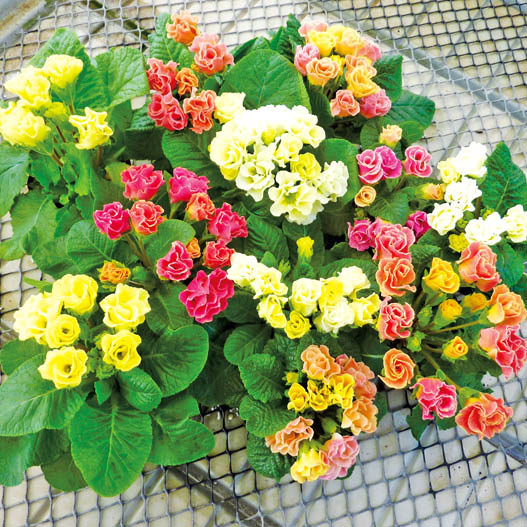 プリムラ ジュリアン　キャンディマジック シリーズ 