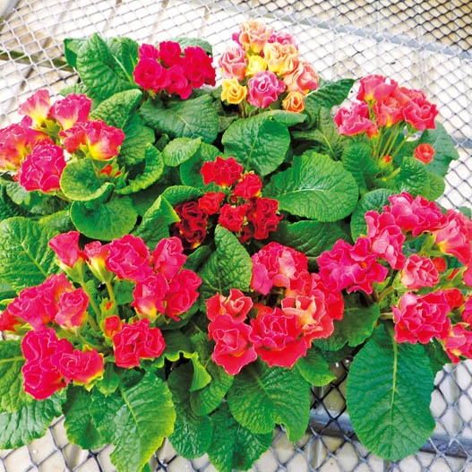 プリムラ ジュリアン　キャンディマジック シリーズ 