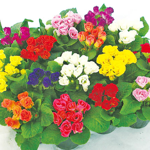 プリムラ ジュリアン　キャンディINブライド シリーズ 