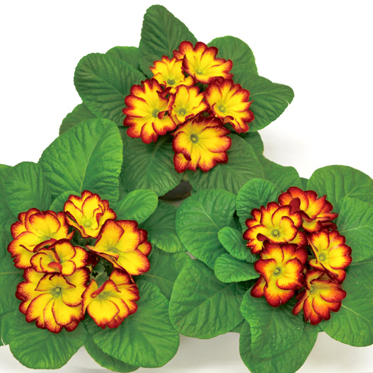 プリムラ ジュリアン　キャンディ シリーズ 