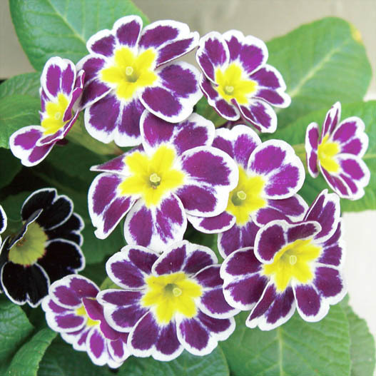 プリムラ アコーリス　ビクトリアレース シリーズ 