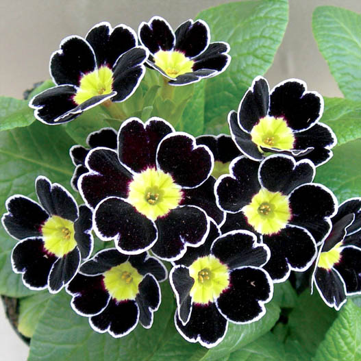 プリムラ アコーリス　ビクトリアレース シリーズ 