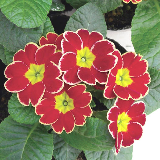 プリムラ アコーリス　ビクトリアレース シリーズ 