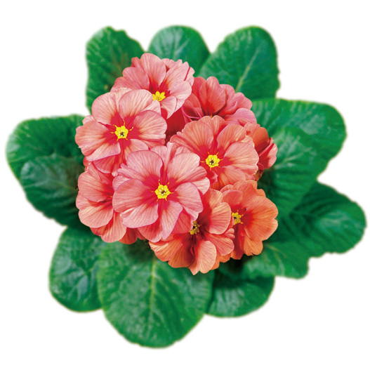 プリムラ アコーリス　ビッグドリーム シリーズ 