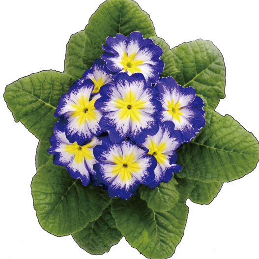 プリムラ アコーリス　ビッグドリーム シリーズ 