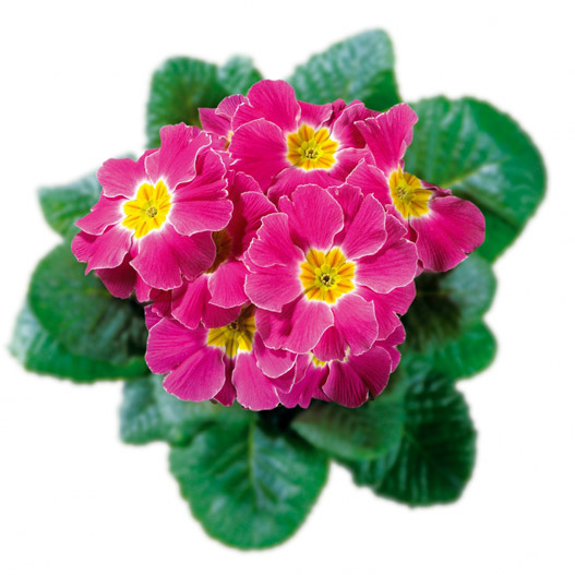 プリムラ アコーリス　ビッグドリーム シリーズ 