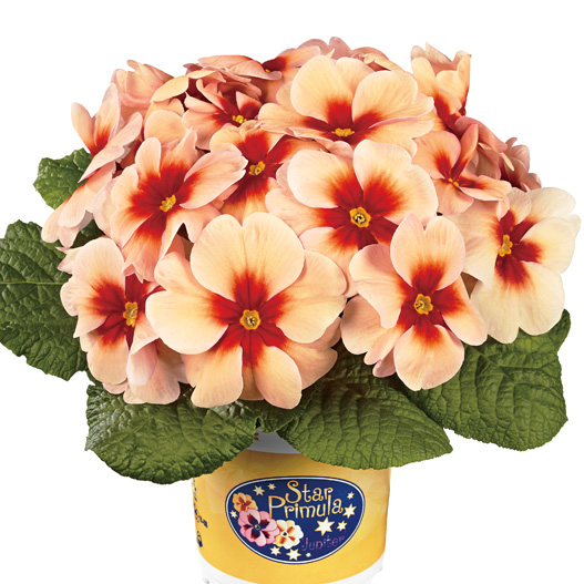 プリムラ アコーリス　ジュピター シリーズ 