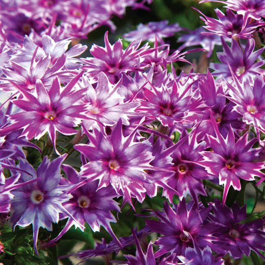 フロックス　ポップスター シリーズ 